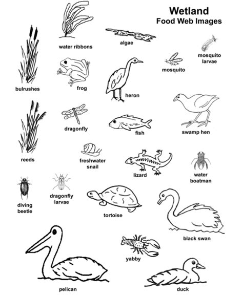 coloring pages  wetland animals grassland food web