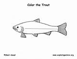 Trout Coloring Rainbow Sketch Paintingvalley Exploringnature sketch template