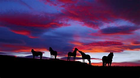 horse  sunset