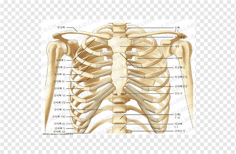 Anatomy Of Human Rib Cage Cage Thoracique Rib Cage