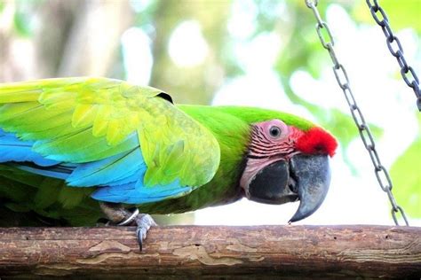 rare birdwatching opportunity  costa rica great green macaws released