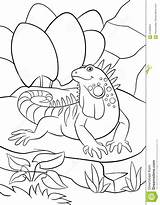 Iguana Coloring Sits Rock Cute Pages Activity Example sketch template