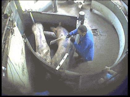 cctv   english slaughterhouses   reality animal aid
