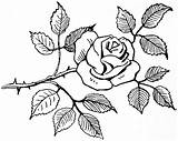 Rose Line Cliparts Clipart Sketch Attribution Forget Link Don sketch template