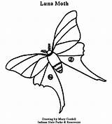 Coloring Moth Luna Pages Printable 550px 78kb Getcolorings Dnr sketch template