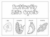Butterfly Cycle Life Worksheet Printable Preschool Coloring Pages Cut Paste Label Kindergarten Science Ladybug Worksheeto Adepts Activities Template Chart Frog sketch template