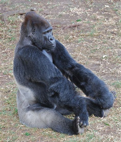 gorilla yoga animals monkey world gorilla