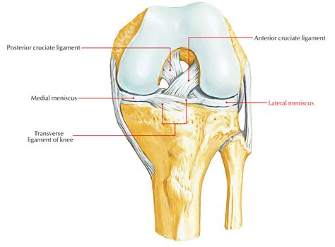 Easy Notes On 【ligaments Of The Knee Joint】learn In Just 3