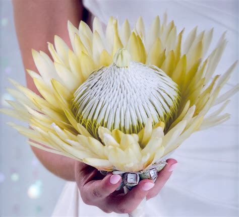 passion  flowers unique wedding bouquets  protea