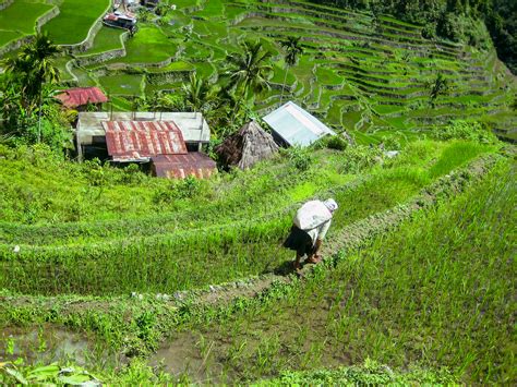 Batad Rice Terraces Ifugao Guided Trekking Tour