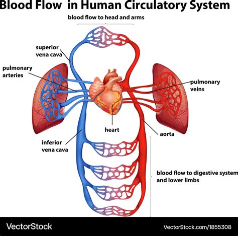 blood flow  human circulatory system royalty  vector
