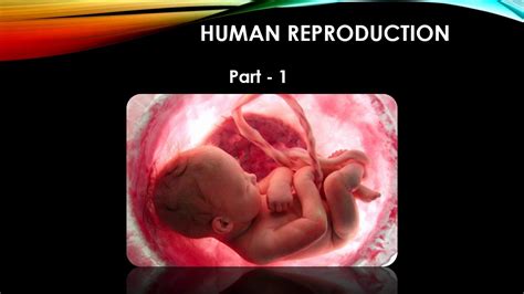 Human Reproduction Part 1 Youtube