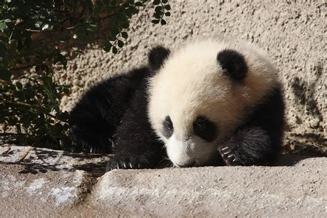 parende pandas trekken veel bezoekers naar ouwehands