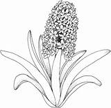 Coloring Grape Hyacinth Designlooter Under sketch template