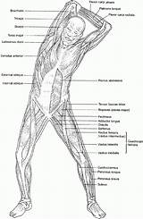 Muscular Anatomy sketch template