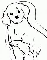 Retriever Puppy Coloringhome Source Einfache sketch template