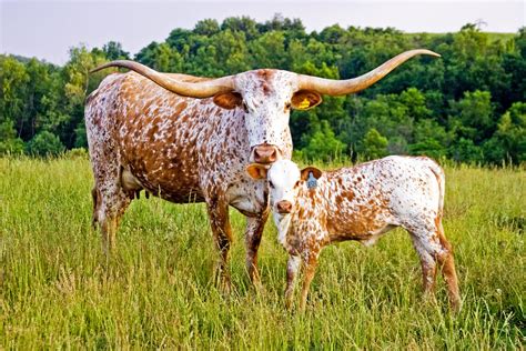 longhorn cattle wallpaper wallpapersafari