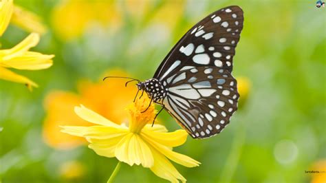 aprenda  atrair borboletas   seu jardim  cientista agricola