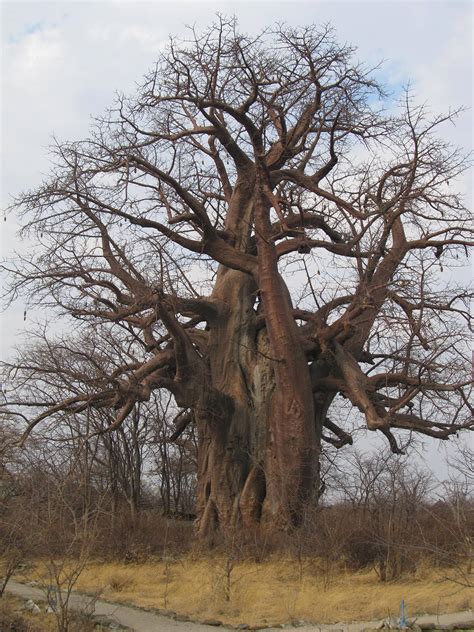 botswana  affenbrotbaumbaobab pulver  baobab pulver