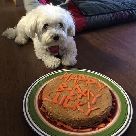 doggie birthday cake  allrecipescouk dog birthday cake recipe dog
