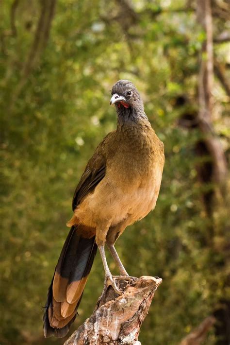 trinidad  tobago national birds  trini chile