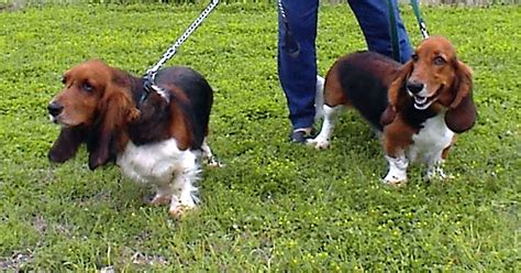 Bassethoundtown Blog Vlog The Very Rare And Illusive