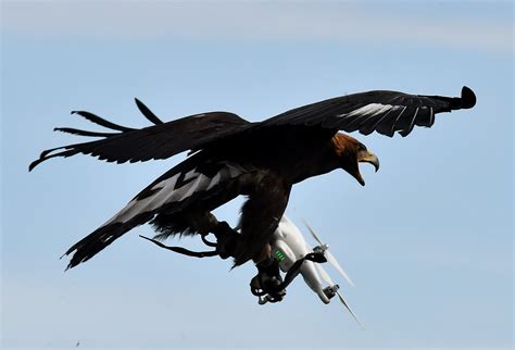 french army trains eagles  fight drone terrorism fortune