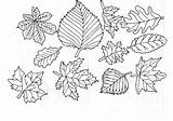 Frunze Colorat Planse Toamna Desenat Planşe Găsiţi Multe Educatia Conteaza Sortimente sketch template