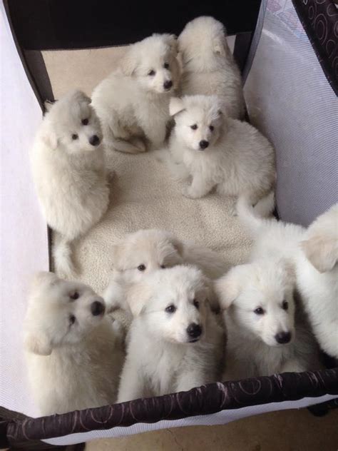 white swiss shepherd puppies ready johannesburg public