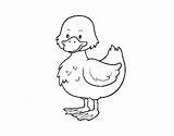 Farm Ducky Coloring Coloringcrew sketch template