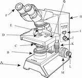 Compound Microscope Drawing Sketch Paintingvalley Cell Drawings sketch template
