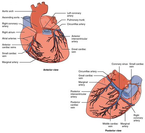 heart anatomy anatomy and physiology