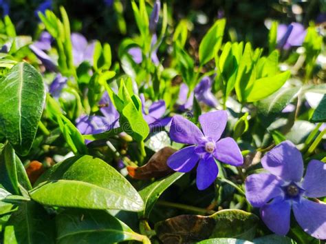 purple vinca minor periwinkle flowers  outdoor garden purple blue