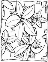 Plumeria Aloha Frangipani Hibiscus Ausmalbilder Designlooter Ausmalbild Becuo sketch template