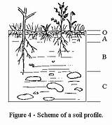 Ambientale Suolo Biologia Esperimenti Scientifici Educazione Profilo Experiments sketch template