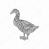 Zentangle Coloring Duck Isolated Stock Depositphotos sketch template