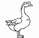 Goose Coloring Printable Pages Swan Baby Animal Library Clipart Color Cartoon Popular sketch template