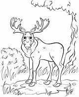 Forest Moose sketch template