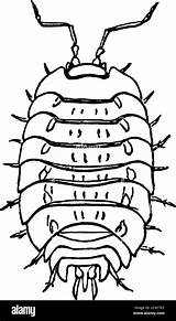 Woodlouse Illustration Stock Alamy Crustacean Monophyletic Suborder sketch template