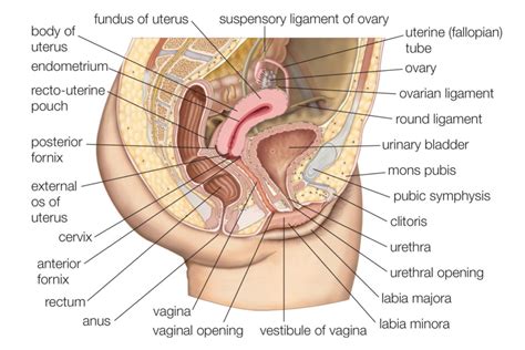Male And Female Reproductive Systems