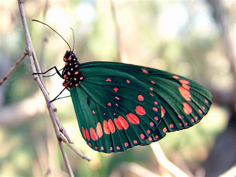 mariposa venenosa imagenes  fotos