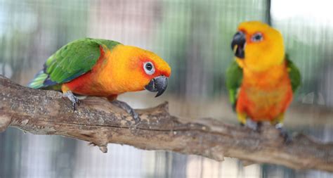 top   pet birds parakeets cockatiels