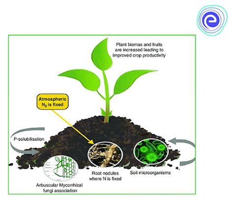 bio fertilizers agriculture notes