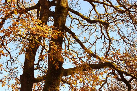 images oak tree autumn fall