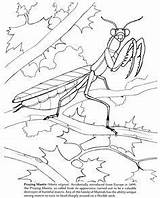 Publications Dover Doverpublications Coloring Pages Insect sketch template