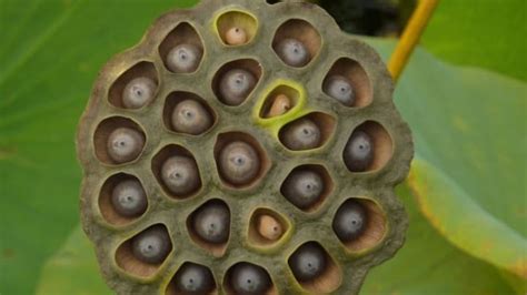 Scientists Think They Know What Causes Trypophobia Mental Floss