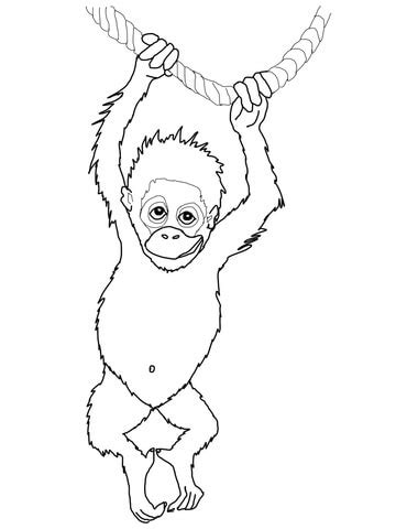 kolorowanka orangutan  druku