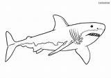 Hai Shark Ausmalbild Haie Weißer Ausdrucken Weisser Ausmalen Kostenlos Malvorlage Malvorlagen Zootiere Uruk Piraten Dolphin sketch template