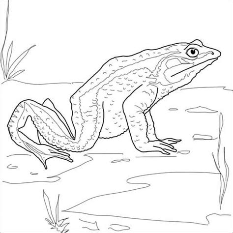 goliath frog coloring page supercoloringcom