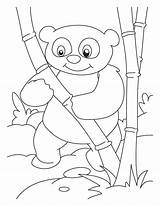 Coloring Bamboo Pages Panda Lover sketch template